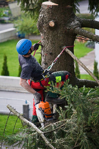 Reliable Lake Monticello, VA Tree Care  Solutions